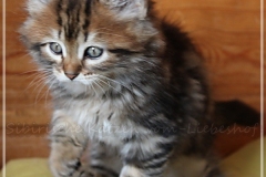 Willy-Brandt-Liebeshof-black-golden-classic-tabby-8-Wochen-alt.-Sibirische-Kater-black-golden-III