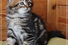 Willy-Brandt-Liebeshof-black-golden-classic-tabby-8-Wochen-alt.-Sibirische-Kater-black-golden-IV