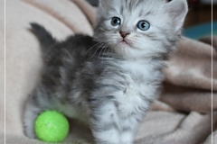 Yayla-Liebeshof-blue-silver-classic-tabby-4-Wochen-alt-www.sibirische-katzen-hamburg.de-I
