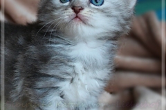 Yayla-Liebeshof-blue-silver-classic-tabby-4-Wochen-alt-www.sibirische-katzen-hamburg.de-II