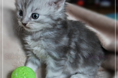 Yayla-Liebeshof-blue-silver-classic-tabby-4-Wochen-alt-www.sibirische-katzen-hamburg.de_
