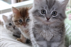 Yayla-Liebeshof-blue-silver-classic-tabby-8-Wochen-alt-www.sibirische-katzen-hamburg.de-I