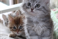 Yayla-Liebeshof-blue-silver-classic-tabby-8-Wochen-alt-www.sibirische-katzen-hamburg.de-II