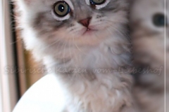 Yayla-Liebeshof-blue-silver-classic-tabby-8-Wochen-alt-www.sibirische-katzen-hamburg.de-III