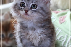 Yayla-Liebeshof-blue-silver-classic-tabby-8-Wochen-alt-www.sibirische-katzen-hamburg.de-V