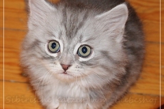 Yayla-Liebeshof-blue-silver-classic-tabby-8-Wochen-alt-www.sibirische-katzen-hamburg.de_
