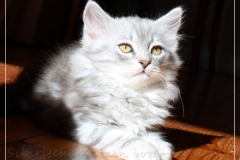 Yayla-Liebeshof-blue-silver-goldenclassic-tabby-11-Wochen-alt-www.sibirische-katzen-hamburg.de-I