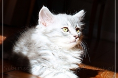 Yayla-Liebeshof-blue-silver-goldenclassic-tabby-11-Wochen-alt-www.sibirische-katzen-hamburg.de-II
