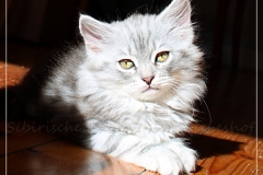 Yayla-Liebeshof-blue-silver-goldenclassic-tabby-11-Wochen-alt-www.sibirische-katzen-hamburg.de_