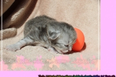 Yayla-Liebeshof-blue-silver-goldenclassic-tabby-14-Tage-alt-www.sibirische-katzen-hamburg.de-I