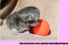 Yayla-Liebeshof-blue-silver-goldenclassic-tabby-14-Tage-alt-www.sibirische-katzen-hamburg.de-II