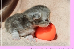 Yayla-Liebeshof-blue-silver-goldenclassic-tabby-14-Tage-alt-www.sibirische-katzen-hamburg.de-III