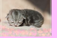 Yayla-Liebeshof-blue-silver-goldenclassic-tabby-14-Tage-alt-www.sibirische-katzen-hamburg.de_
