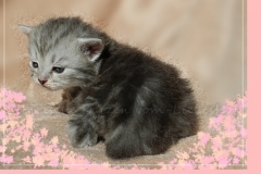 Yayla-Liebeshof-blue-silver-goldenclassic-tabby-3-Wochen-alt-www.sibirische-katzen-hamburg.de-I