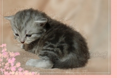 Yayla-Liebeshof-blue-silver-goldenclassic-tabby-3-Wochen-alt-www.sibirische-katzen-hamburg.de-II