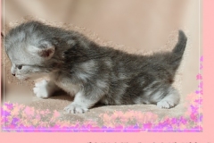 Yayla-Liebeshof-blue-silver-goldenclassic-tabby-3-Wochen-alt-www.sibirische-katzen-hamburg.de-III