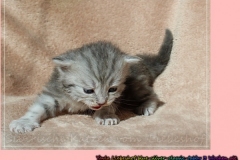 Yayla-Liebeshof-blue-silver-goldenclassic-tabby-3-Wochen-alt-www.sibirische-katzen-hamburg.de-IV