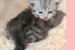 Yayla-Liebeshof-blue-silver-goldenclassic-tabby-3-Wochen-alt-www.sibirische-katzen-hamburg.de-V