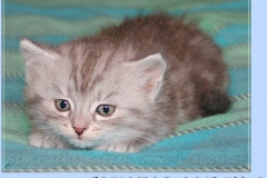Yayla-Liebeshof-blue-silver-goldenclassic-tabby-6-Wochen-alt-www.sibirische-katzen-hamburg.de-I