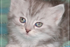 Yayla-Liebeshof-blue-silver-goldenclassic-tabby-6-Wochen-alt-www.sibirische-katzen-hamburg.de-II