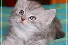 Yayla-Liebeshof-blue-silver-goldenclassic-tabby-6-Wochen-alt-www.sibirische-katzen-hamburg.de-III