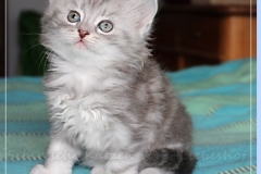 Yayla-Liebeshof-blue-silver-goldenclassic-tabby-6-Wochen-alt-www.sibirische-katzen-hamburg.de-IV