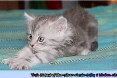 Yayla-Liebeshof-blue-silver-goldenclassic-tabby-6-Wochen-alt-www.sibirische-katzen-hamburg.de-V