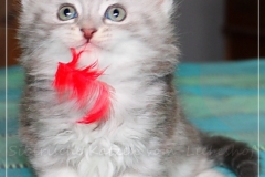 Yayla-Liebeshof-blue-silver-goldenclassic-tabby-6-Wochen-alt-www.sibirische-katzen-hamburg.de-VI