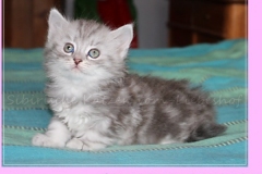 Yayla-Liebeshof-blue-silver-goldenclassic-tabby-6-Wochen-alt-www.sibirische-katzen-hamburg.de_