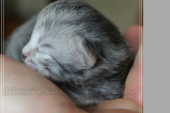Yayla-Liebeshof-blue-silver-goldenclassic-tabby-8-Tage-alt-www.sibirische-katzen-hamburg.de-I