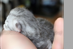 Yayla-Liebeshof-blue-silver-goldenclassic-tabby-8-Tage-alt-www.sibirische-katzen-hamburg.de-II