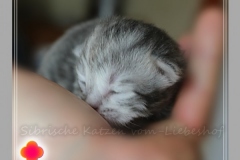 Yayla-Liebeshof-blue-silver-goldenclassic-tabby-8-Tage-alt-www.sibirische-katzen-hamburg.de-III