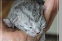 Yayla-Liebeshof-blue-silver-goldenclassic-tabby-8-Tage-alt-www.sibirische-katzen-hamburg.de_