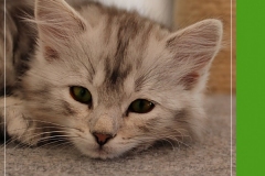 Zoma-Yalia-Liebeshof-black-silver-classic-tabby-11-Wochen-alt-www.sibirische-katzen-hamburg.de-I