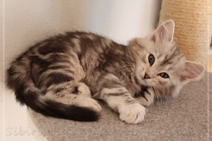 Zoma-Yalia-Liebeshof-black-silver-classic-tabby-11-Wochen-alt-www.sibirische-katzen-hamburg.de-II