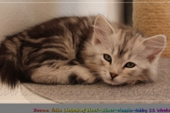 Zoma-Yalia-Liebeshof-black-silver-classic-tabby-11-Wochen-alt-www.sibirische-katzen-hamburg.de_