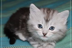 Zoma-Yalia-Liebeshof-black-silver-classic-tabby-6-Wochen-alt-www.sibirische-katzen-hamburg.de-I