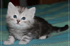 Zoma-Yalia-Liebeshof-black-silver-classic-tabby-6-Wochen-alt-www.sibirische-katzen-hamburg.de-II