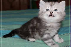 Zoma-Yalia-Liebeshof-black-silver-classic-tabby-6-Wochen-alt-www.sibirische-katzen-hamburg.de-III
