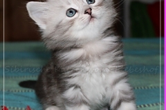 Zoma-Yalia-Liebeshof-black-silver-classic-tabby-6-Wochen-alt-www.sibirische-katzen-hamburg.de-IV