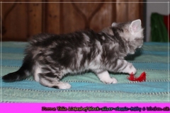 Zoma-Yalia-Liebeshof-black-silver-classic-tabby-6-Wochen-alt-www.sibirische-katzen-hamburg.de-V