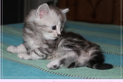 Zoma-Yalia-Liebeshof-black-silver-classic-tabby-6-Wochen-alt-www.sibirische-katzen-hamburg.de-VI