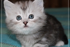 Zoma-Yalia-Liebeshof-black-silver-classic-tabby-6-Wochen-alt-www.sibirische-katzen-hamburg.de_