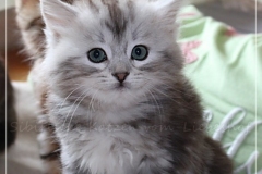 Zoma-Yalia-Liebeshof-black-silver-classic-tabby-8-Wochen-alt-www.sibirische-katzen-hamburg.de-I