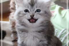 Zoma-Yalia-Liebeshof-black-silver-classic-tabby-8-Wochen-alt-www.sibirische-katzen-hamburg.de-II