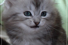 Zoma-Yalia-Liebeshof-black-silver-classic-tabby-8-Wochen-alt-www.sibirische-katzen-hamburg.de-III