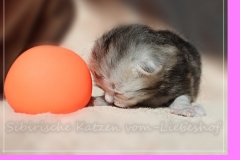 Zoma-Yalia-Liebeshof-black-silver-golden-classic-tabby-14-Tage-alt-www.sibirische-katzen-hamburg.de-I