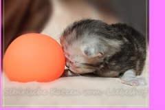 Zoma-Yalia-Liebeshof-black-silver-golden-classic-tabby-14-Tage-alt-www.sibirische-katzen-hamburg.de-II