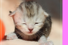 Zoma-Yalia-Liebeshof-black-silver-golden-classic-tabby-14-Tage-alt-www.sibirische-katzen-hamburg.de-IV