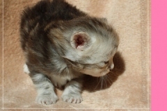 Zoma-Yalia-Liebeshof-black-silver-golden-classic-tabby-3-Wochen-alt-www.sibirische-katzen-hamburg.de-I
